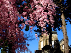 安中教会の枝垂れ八重桜