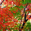 紅葉