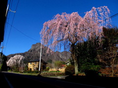 枝垂れ桜と妙義山