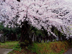 百庚申の桜
