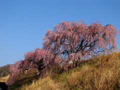 枝垂れ桜