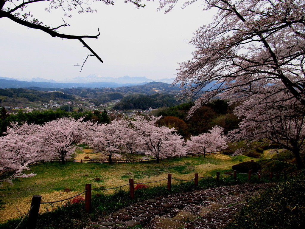 城跡の春