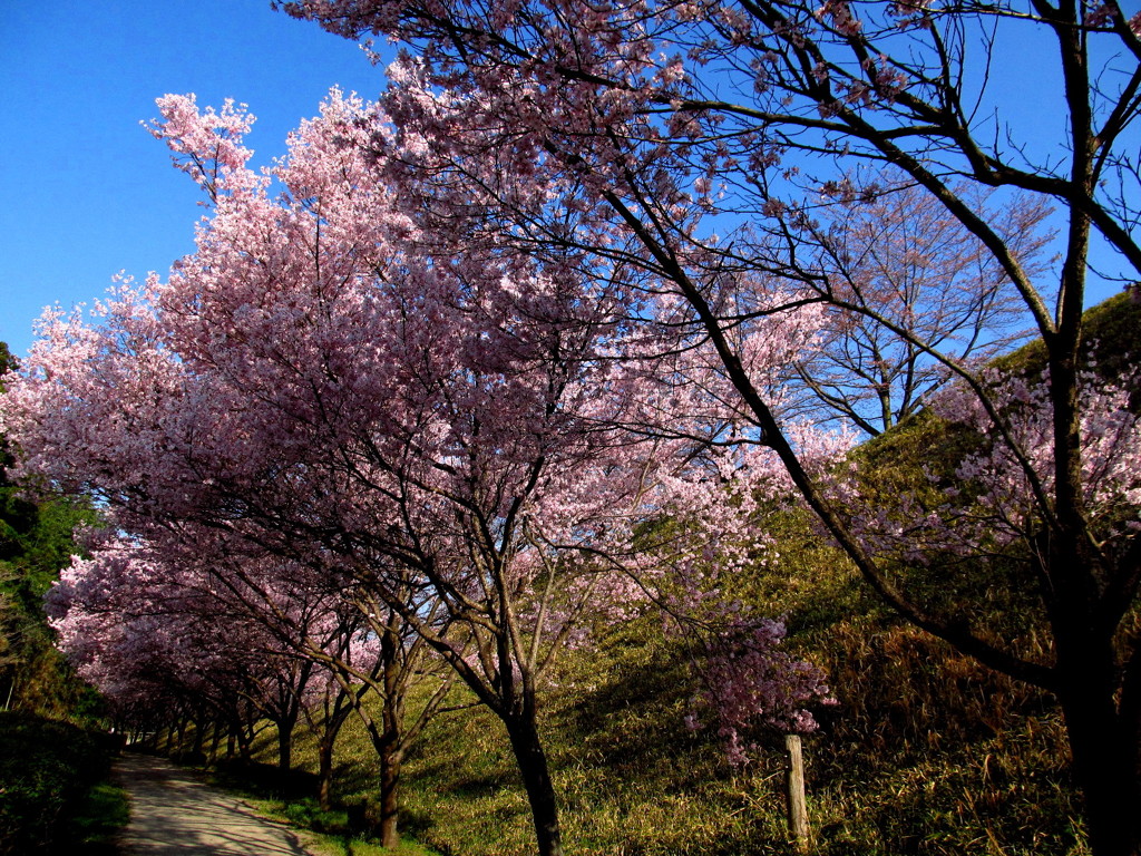 桜並木