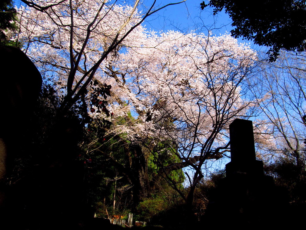 細野の彼岸桜