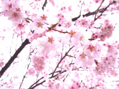 雨の彼岸桜