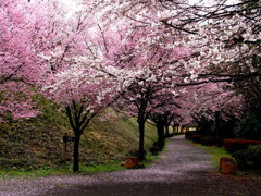 雨の彼岸桜