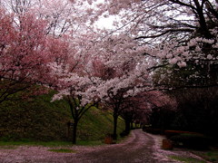 雨の桜並木