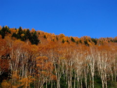 紅い森