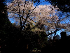 細野の彼岸桜