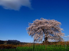 細野の一本桜