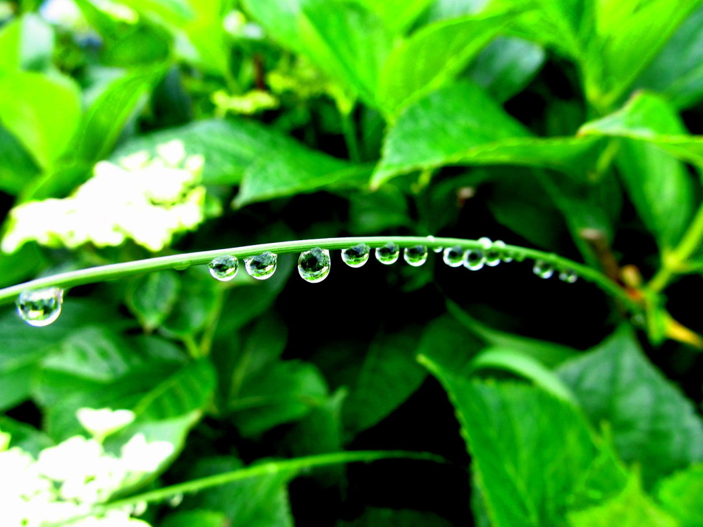 雨上りの朝