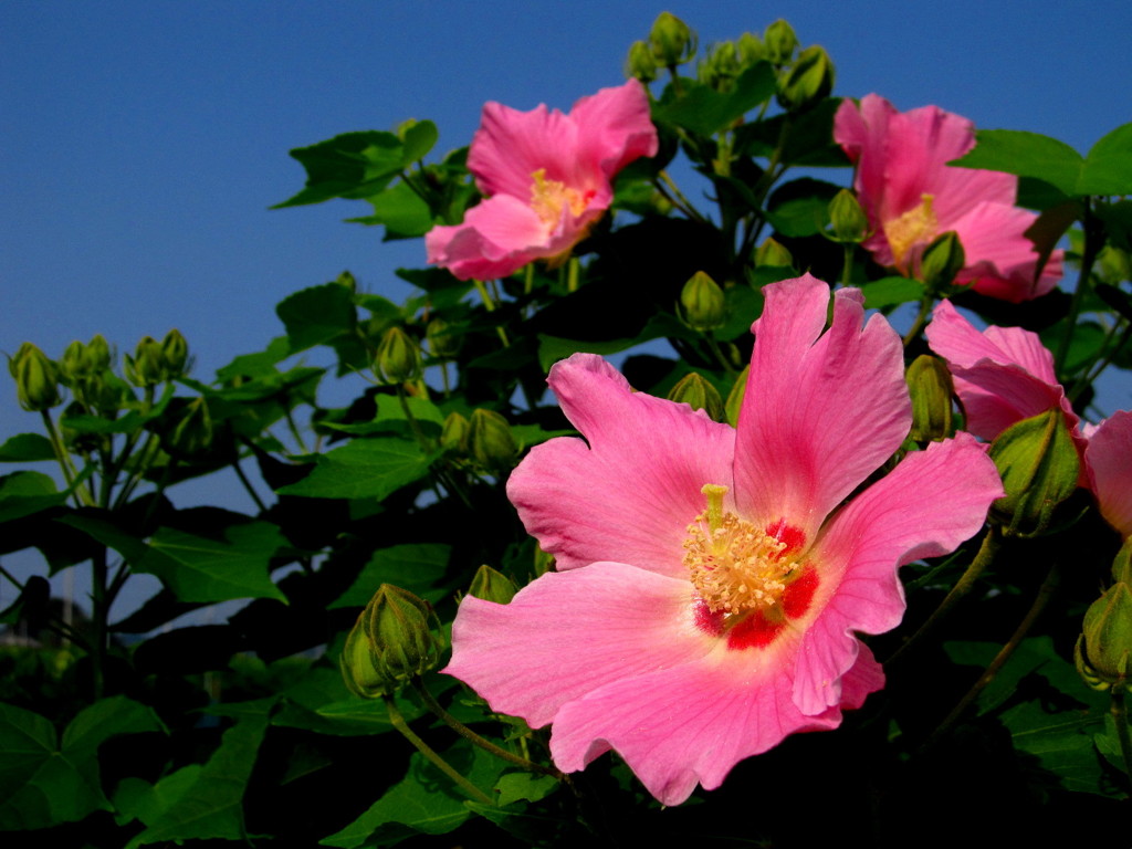 芙蓉の咲く頃