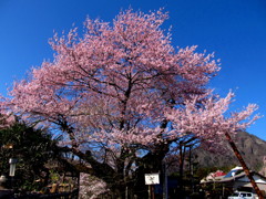 行田の彼岸桜