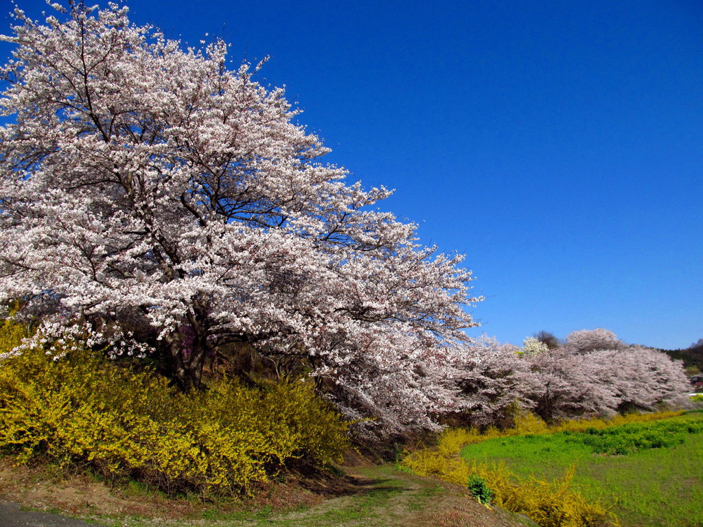 桜源郷