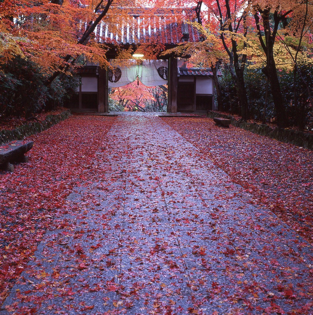 参道のもみじ