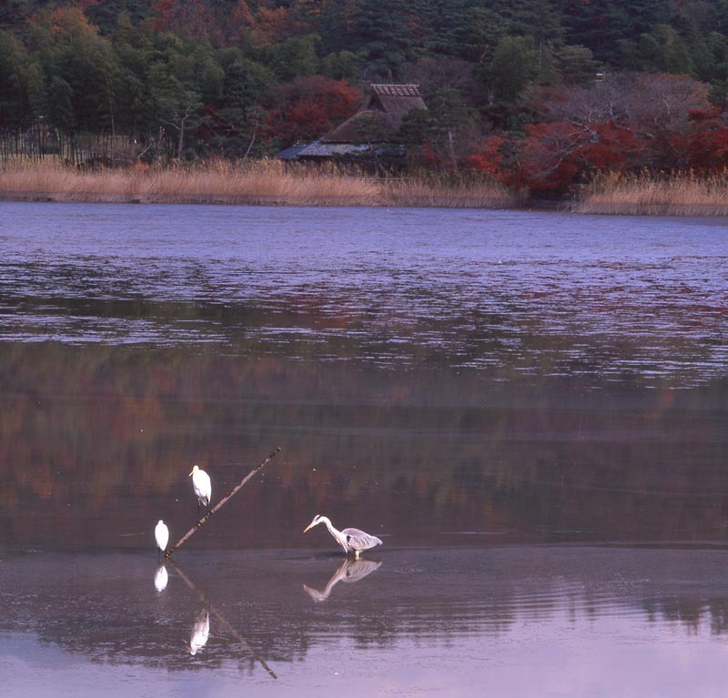 晩秋・広沢の池