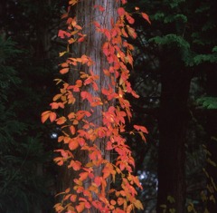森の中の秋