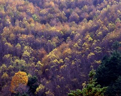 金彩・白樺峠