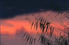 夕焼けに瑛・広沢の池