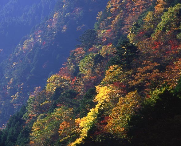 秋の山肌