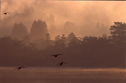靄靄・広沢の池