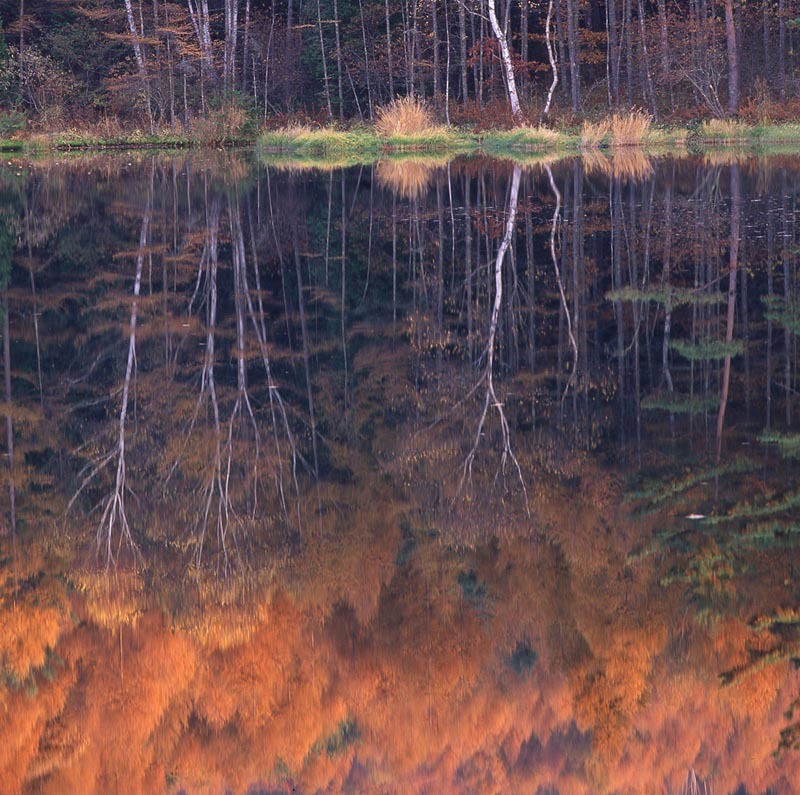 水中の紅葉