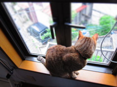 今日も異常にゃし