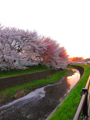 桜並木