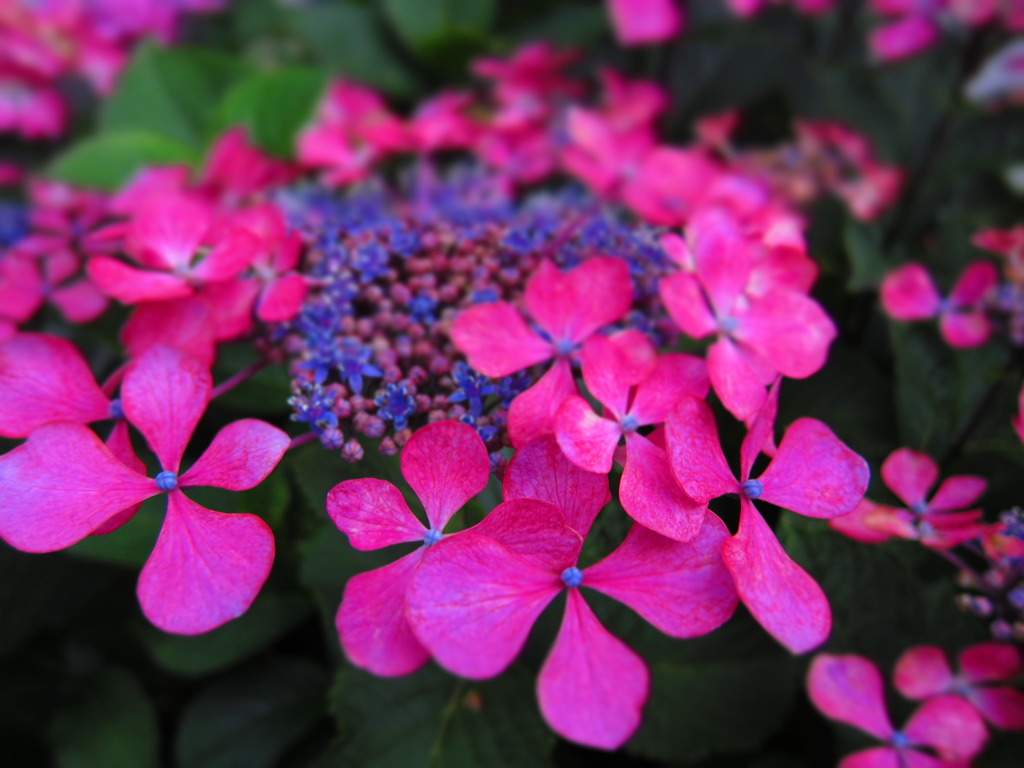紫陽花