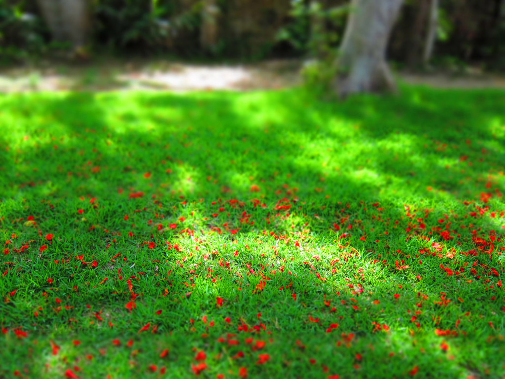 ホウオウボクの花びらと芝