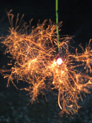 線香花火