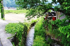 緑の影