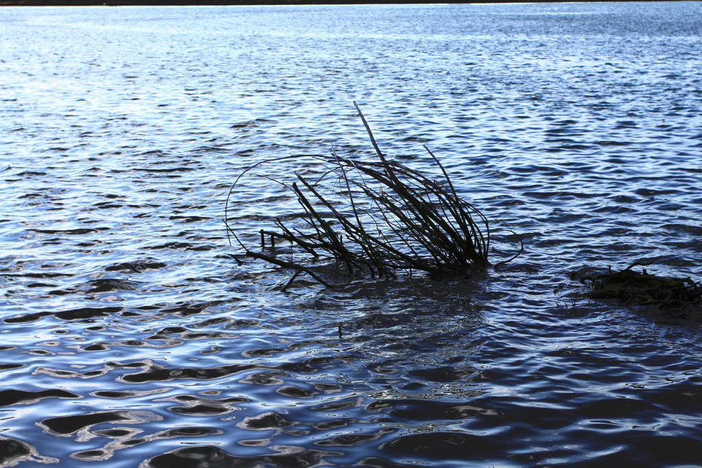 流木