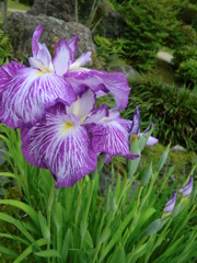 花菖蒲