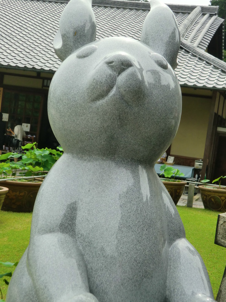 幸運のうさぎchan
