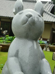 幸運のうさぎchan