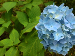 紫陽花