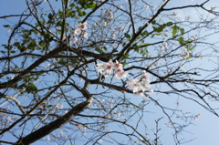 秋の桜