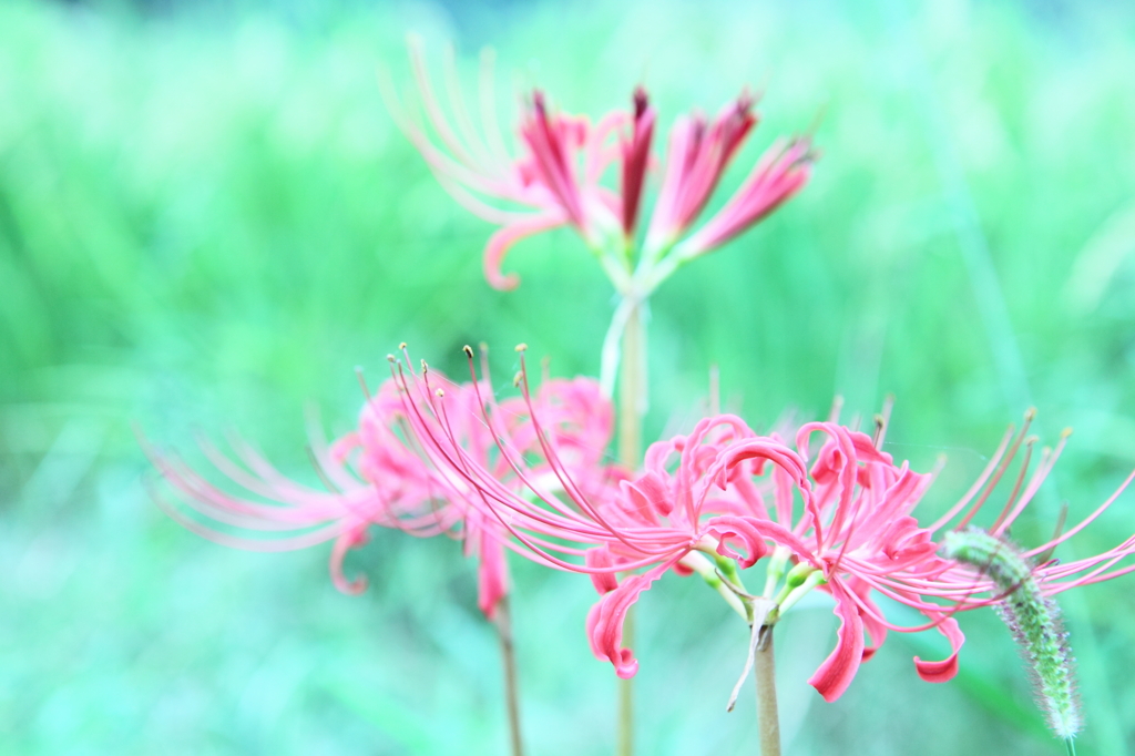 天上の花