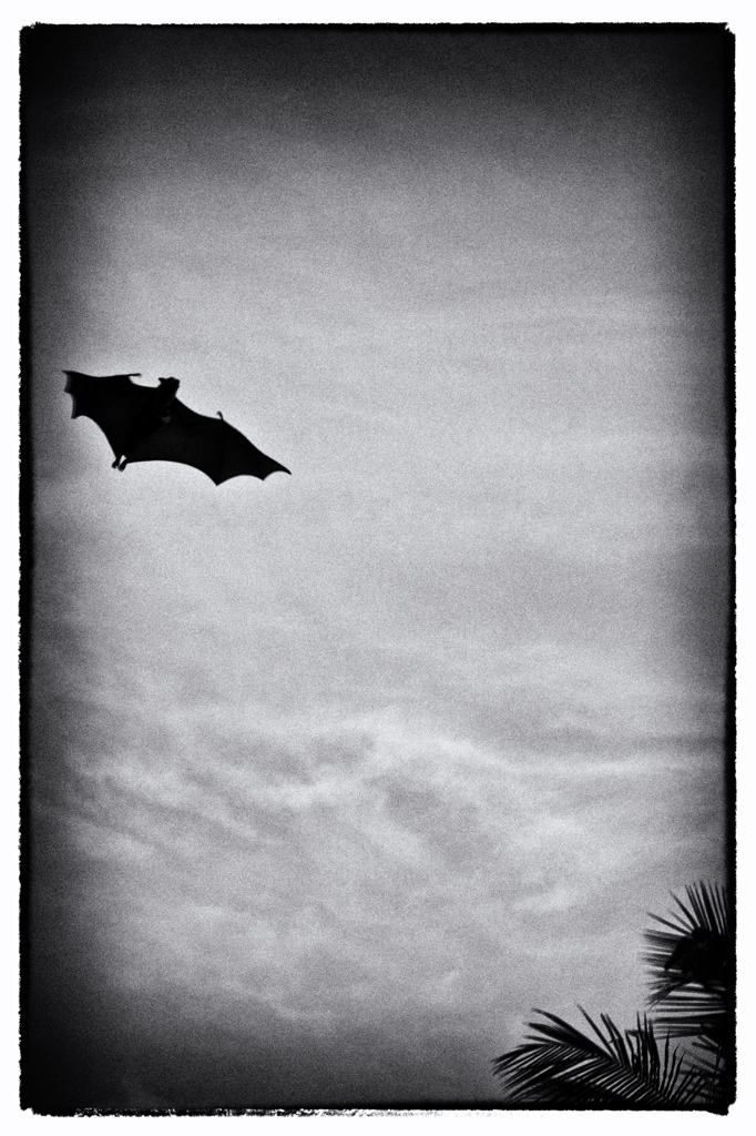 Maldives　Batman