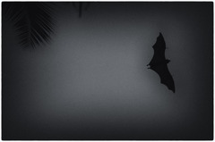 Maldives　Batman