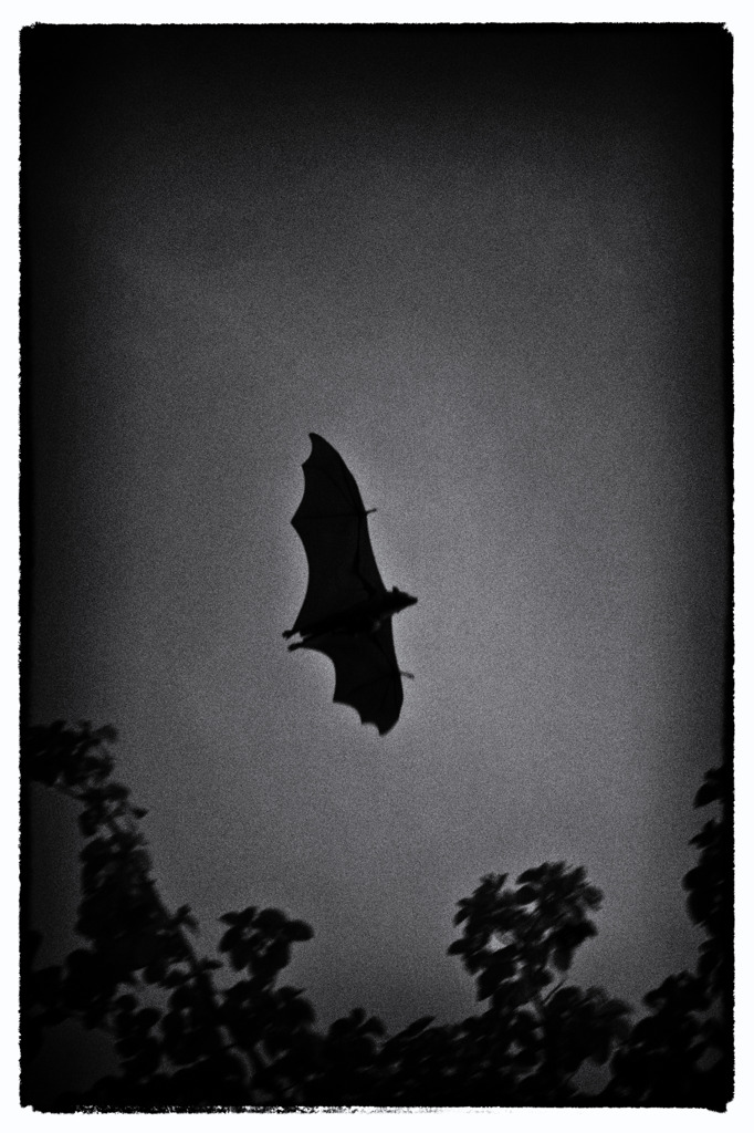 Maldives　Batman