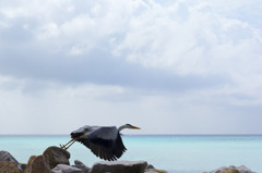 Maldives 獲物発見！