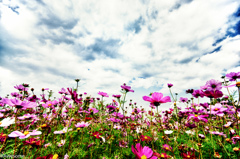 The garden in Heaven