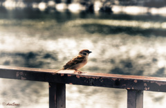 a lonly Bird