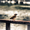 a lonly Bird