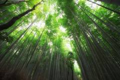 Arashiyama's Bamboo forest