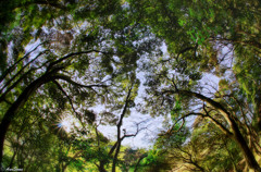 Forests' Song ～New Green ～