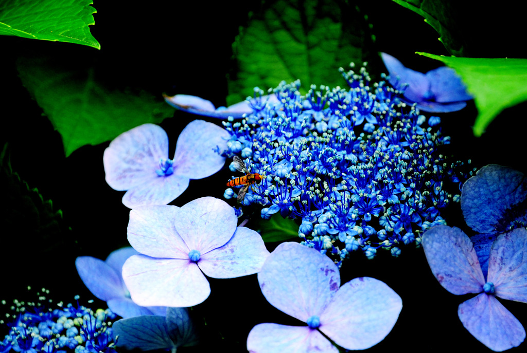 蜂紫陽花