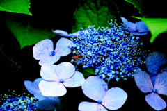 蜂紫陽花